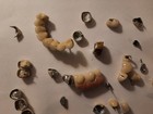 Dental Scrap 80 Grams