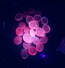 Selenium Glow Pink Glass Pebbles For Vase Fillers  Aquarium   Decorative Stones 