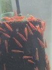 20 2 Blood Orange Shrimp - Freshwater Neocaridina Aquarium 100  Live Guarantee