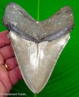 5    Megalodon Shark Tooth  Serrated Real Fossil No Restorations Sharks Teeth