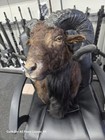 Taxidermy Ram Goat Sheep Head Wall Shoulder Mount Black