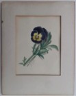 Pansies Painting Lot Of 2 Victorian Antique 19th C  Artist  e p   Floral W cs