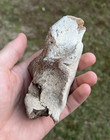 Prehistoric Fossil Cervical Cetacean Marine Mammal Backbone Vertebrae Sc  glued 