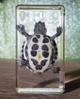 Best Quality Real Turtle In Resin  Oddities  Curiosities  Trachemys Scripta