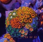 Coral Frag Plugs   hemispherical  10-piece Set
