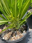 Pachypodium Ambongense Raresucculent Plant Garden D  cor Boutique Width3cm High10