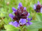 1000 Allheal Seeds - Prunella Vulgaris - Medicinal Herb - Heal All