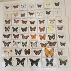 40 Real Butterfly Specimens Mixed No Duplicates Spread Wings A1 a- Gift