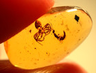Cretaceous Spider Attacking Wasp In Burmese Burmite Amber Fossil Dinosaur Age