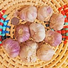 Red Russian Garlic Bulbs Fresh Organic Heirloom Hardneck Plant Or Cook And Eat