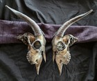Distinctive Gaot Skull With Horns Divided In Half For That Great Coversation   