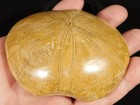 Big  Polished 150 Million Year Old  Sand Dollar Fossil Madagascar 180gr