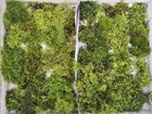 Live Fresh Moss For Terrarium Potted Plants Crafts Decor Reptiles  value Bag 