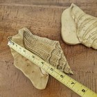 Vintage Mid Century Modern Coastal Brass Seashell Decor Set Of 2 