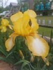 100 Mixed Bearded Iris    Great Value    Fresh   hardy   easy To Grow 