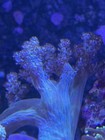 2    Frag Live Ultra Blue   Green Kenya Tree Coral Reef Tank Beginner Soft Coral