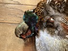 Rooster Ringneck Pheasant Skin Wings Tail Feathers Fly Tying Crafts  2nd Quality