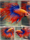 Male Betta Live Fish - Fancy Crown Tail Halfmoon - Hd32 - High Quality A  