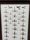 Dragonfly Specimen Framed Display Case  Wood Shadow Box Entomology