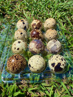 10  Jumbos Rare Colors Coturnix Quail Hatching Eggs - Mixed Variety