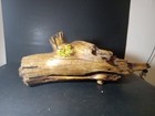 Taxidermy Base   Creative Carvers