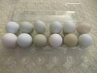Chicken Eggs - Empty Real Blown Eggs Multiple Colors Crafts Easter - 12 Eggs