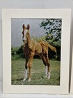 2 Vintage Dufex Foil Prints Horse   Foal 10   x8    Vintage Ponies