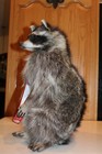 New Raccoon Mount Taxidermy Antler Candy Cracker Jack Novelty Whitetail Deer Fur