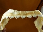  sj278-99-90  10  Prickly Shark Jaw Sharks Echinorhinus Cookei Shark Jaws