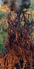 Wildcrafted Purple Mix Sea Moss I Tanzania Raw Sun-dried Whole Leaf I 4oz   50lb
