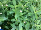 10 Alligator Weed Pond aquarium Plants   free Shipping  