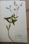 Antique Finnish Herbarium Botanical Pressed Plant Specimens Scrapbook 50 s