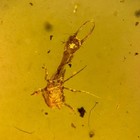 Larvae In Burmese   Burmite Amber Fossil   100  Genuine