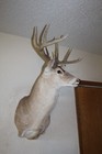 Whitetail Deer Head Shoulder Mount Taxidermy Cape Shed Antler Hunt Mule Rack
