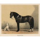 Framed Vintage-style Horse   Dog Print   Farmhouse Cottagecore Wall Art