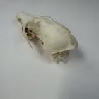 Real Damaged Coyote Skull Top Taxidermy Cleaned Weird Odd Goth Witchy Art  4130