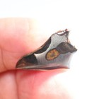 Beautiful Sericho Pallasite Meteorite Slice - From Kenya A179