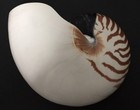 Nautilus Pompilious Tiger  Real Sea Shell 7-1 2    X 6 