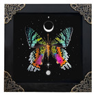 Real Framed Sunset Moth Chrysiridia Rhipheus Taxidermy Shadow Box Wall Decor Art