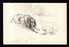 Vintage 1940s Springer Spaniel Art Print Lucy Dawson Springer Spaniel 6703a