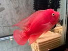 Premium Flowerhorn - Male Super Red Monkey 4 Inches - Overnight Usa Shipping