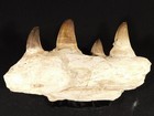 Big  Nice  Mosasaurus Jaw Bone Fossil With Four  Tooth Fossils Morocco 1707gr