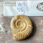 Whole Polished White Ammonite Fossil