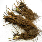 Eversweet Everbearing Strawberry 25 Bare Root Plants - Super Sweet