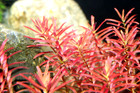 Rotala Narrow Leaf Blood Red Live Aquarium Plant Freshwater Stem Plant 5  Stems 