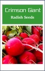 Crimson Giant Radish Seeds   Non-gmo   Heirloom   Fresh Garden Seeds