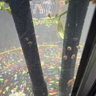 Freshwater Aquarium Snails Tropical Live Species For Beginners