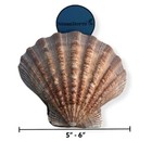 Natural Lion Paw Scallop Nautical Dish Beach Craft Sea Shell 5-5 5   6 Pairs  26