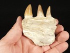 90 Million Year Old  Mosasaurus Bone Fossil With Three  Tooth Fossils 186gr