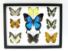 9 Beautiful Butterflies In Xl Showcase  Framed  Real Taxidermy - A-09-ulysses-12